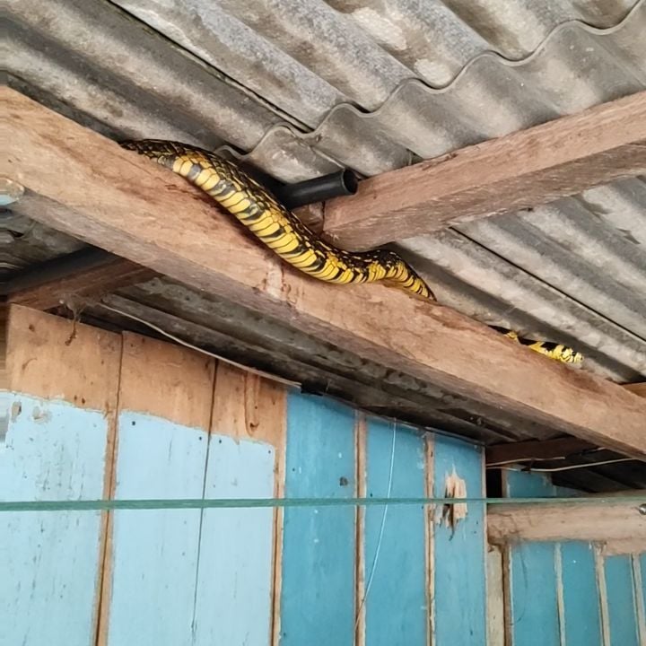 Vídeo mostra cobra caninana que sempre volta na mesma casa; 'a gente até já  acostumou' – Metro World News Brasil