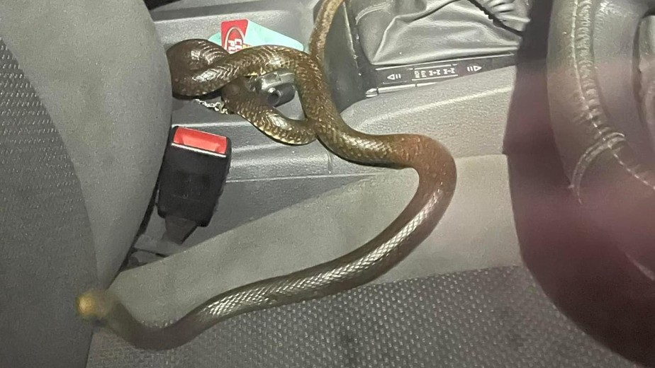 Australiana chama resgate para capturar cobra de borracha