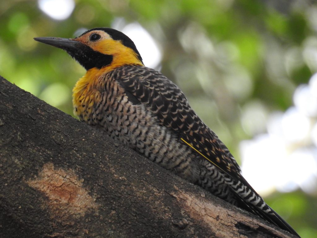 Funverde de Maringá realiza 1º Concurso de Fotografia
