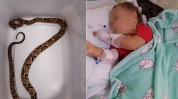 Desespero! Criança é picada após pisar em serpente venenosa; vídeo, Curiosidades