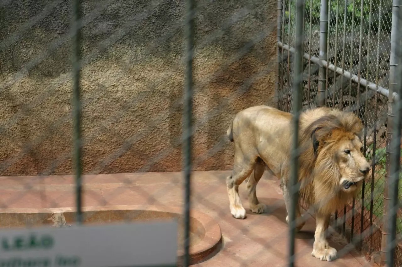 Relembre: Como era o zoológico do Parque do Ingá e por que ele foi desativado? Veja fotos