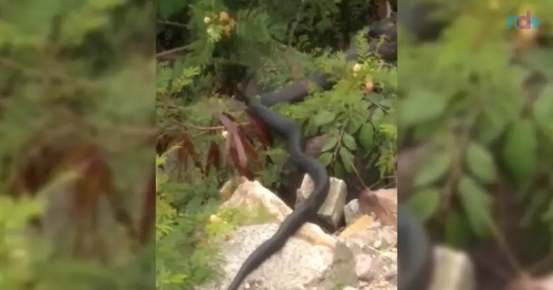 Cobra gigante assusta moradores, em Florianópolis: veja