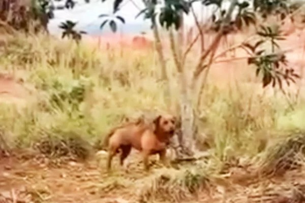 Vídeo: cão é encontrado amarrado a árvore após latir por dois dias em matagal na RMC
