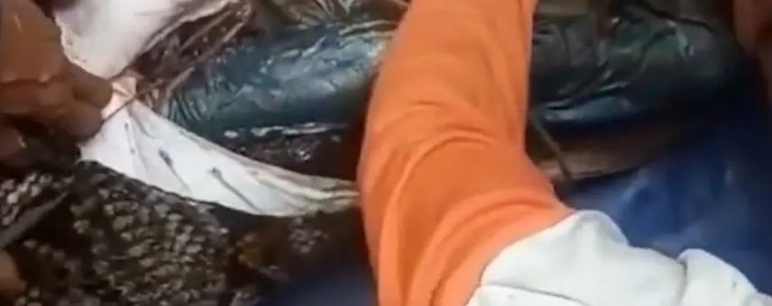 Cobra píton de 7 metros engole mulher na Indonésia