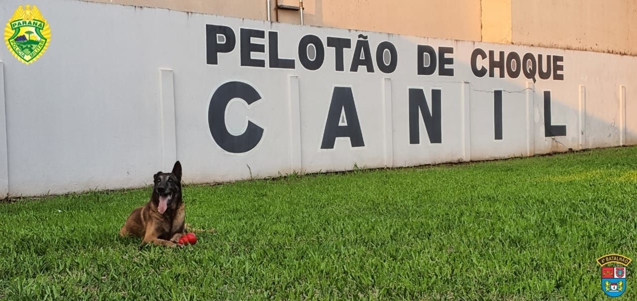 Morre 'Arko', um dos primeiros cães de faro da Polícia Militar de Maringá