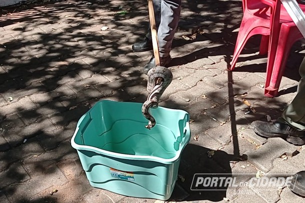VÍDEO: Cobra de 1,2 metro é capturada no calçadão de Porto Rico