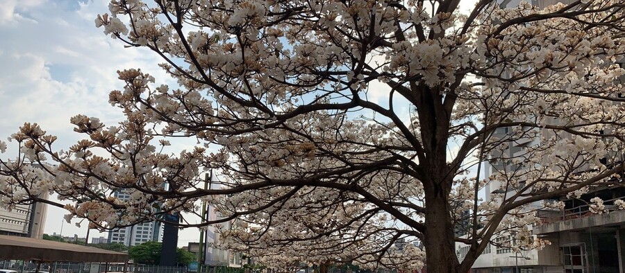 Florada de ipês brancos encanta moradores em Maringá; VÍDEO