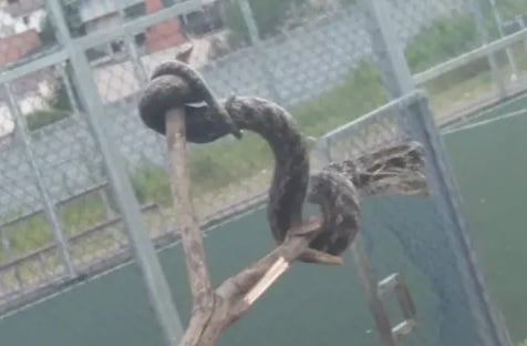 Cobra jararaca é encontrada perto de escola e assusta moradores no Paraná