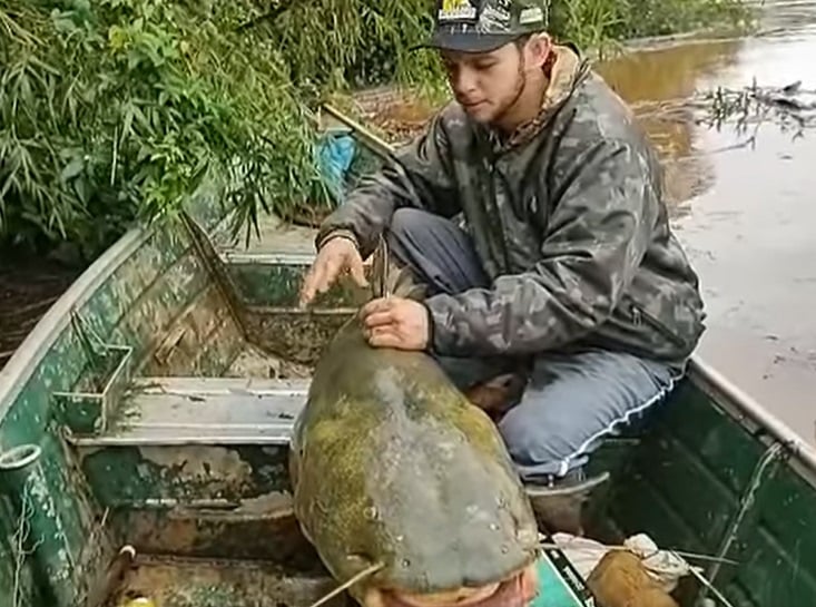 Vídeo: pescadores capturam jaú de 1,52 metro no Rio Ivaí