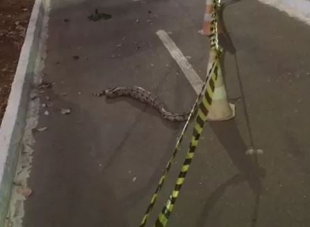 Jiboia para o trânsito por três horas para terminar refeição; VÍDEO