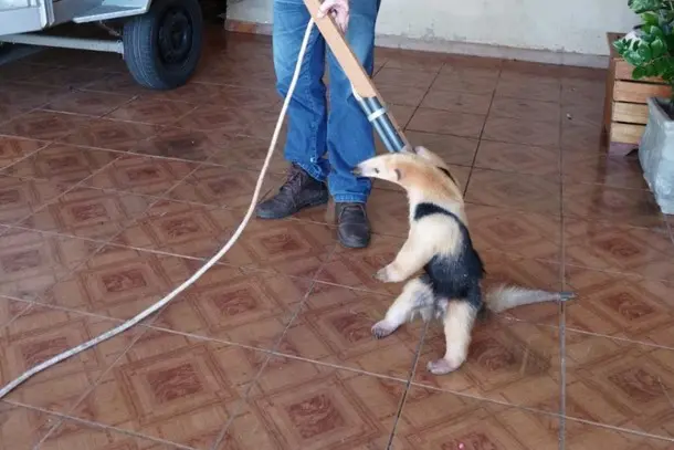 Vídeo: Tamanduá Mirim é resgatado em posto de combustíveis na