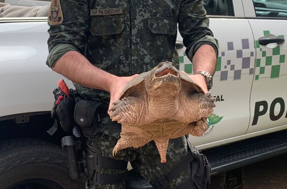 Tartaruga com mordida mais forte do que a de um leão é encontrada em Presidente Prudente