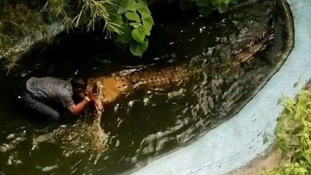 Homem é atacado por crocodilo depois de confundi-lo com estátua