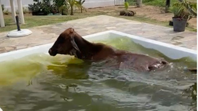 Vaca cai dentro de piscina e defeca após susto