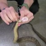 Cobra jararaca de é resgatada com corda presa ao pescoço; veja