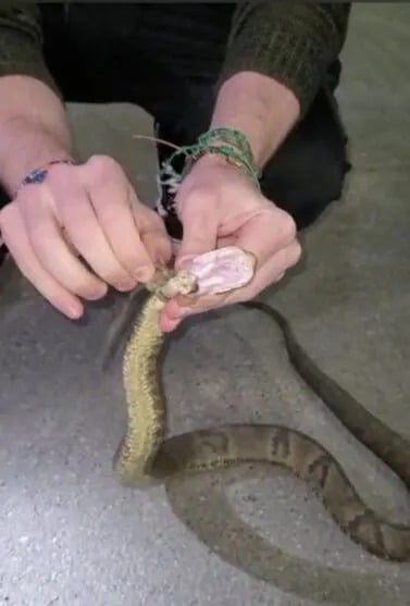 Cobra jararaca de é resgatada com corda presa ao pescoço; veja