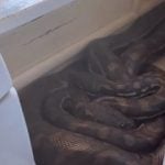 Mulher encontra duas cobras píton atrás de micro-ondas na Austrália