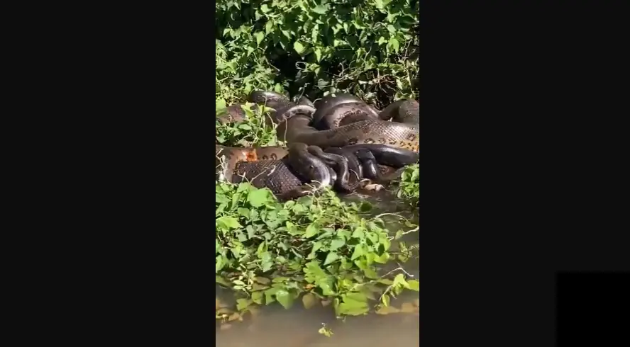 Sucuris no Rio Paraná