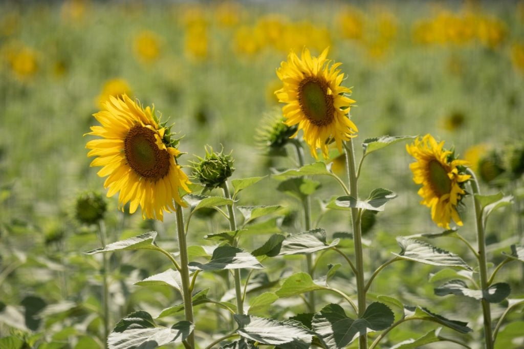 Eurogarden Maringá abre temporada dos girassóis no dia 16