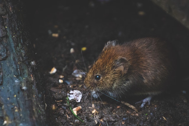 Nova York procura matador de ratos com salário de R$ 73,4 mil