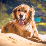 Confira dicas para cuidar melhor dos pets em dias quentes