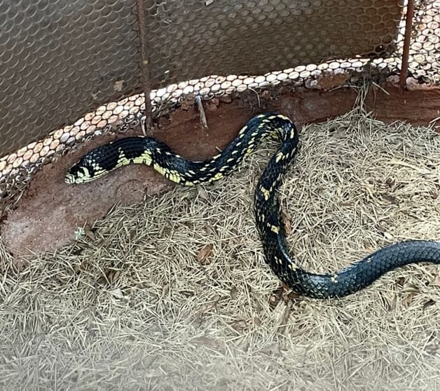 Vídeo mostra cobra caninana que sempre volta na mesma casa; 'a