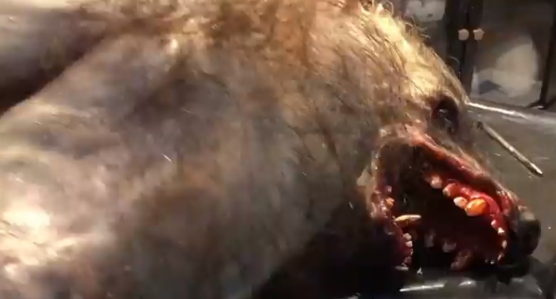 Lobisomem do Paraná