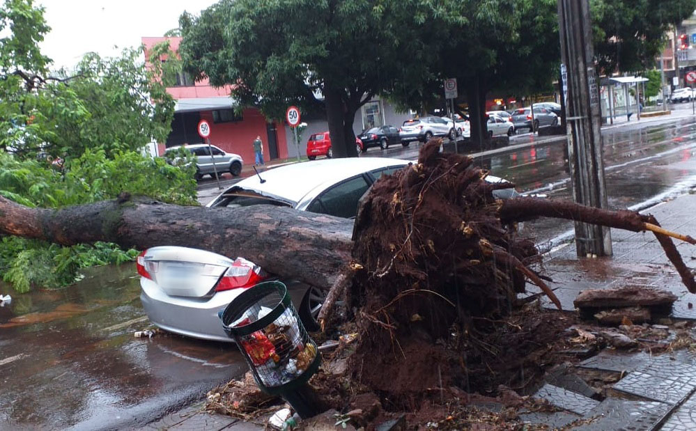 Temporal derrubou ao menos 12 árvores em Maringá, diz Defesa Civil 