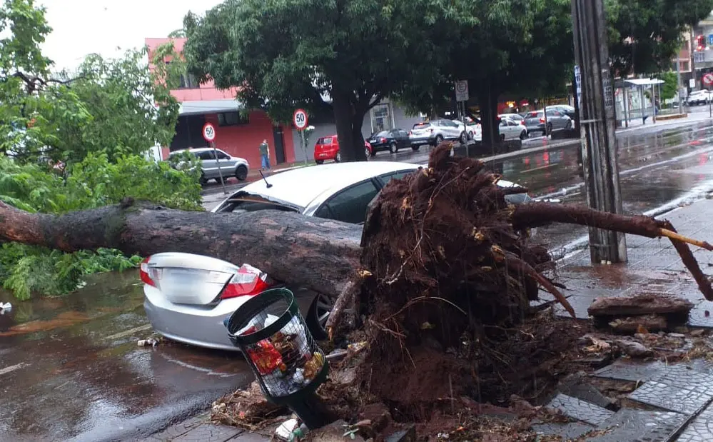 Temporal derrubou ao menos 12 árvores em Maringá, diz Defesa Civil