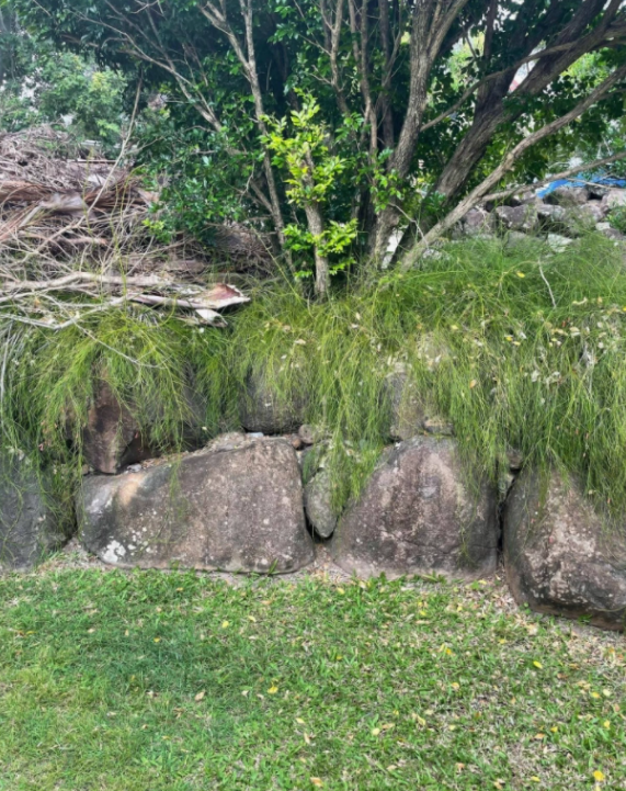 Cobra camuflada deixa internautas intrigados