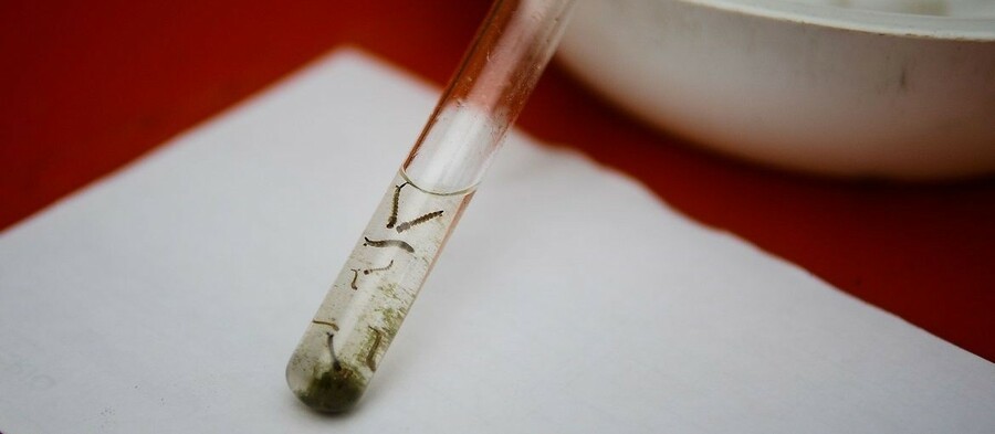 Maringá registra 39 novos casos de dengue em uma semana