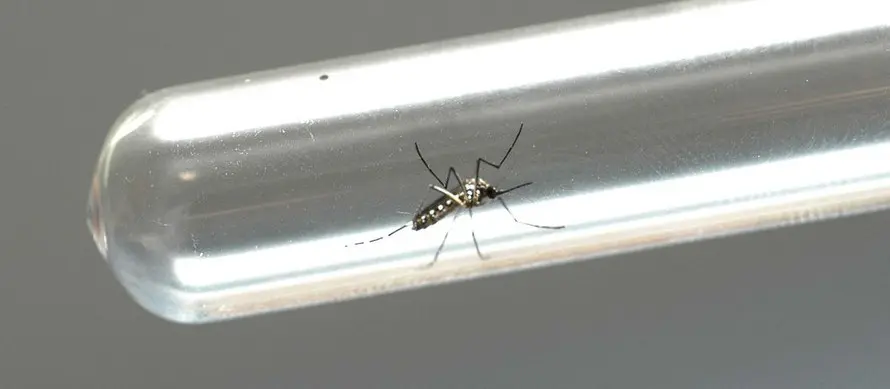dengue