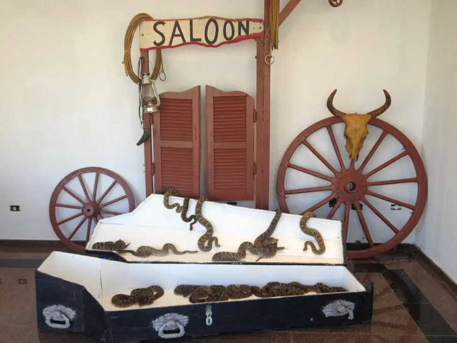 Mandaguari: Dirley tem mais de 150 cobras em casa; caixão serve de 'abrigo'