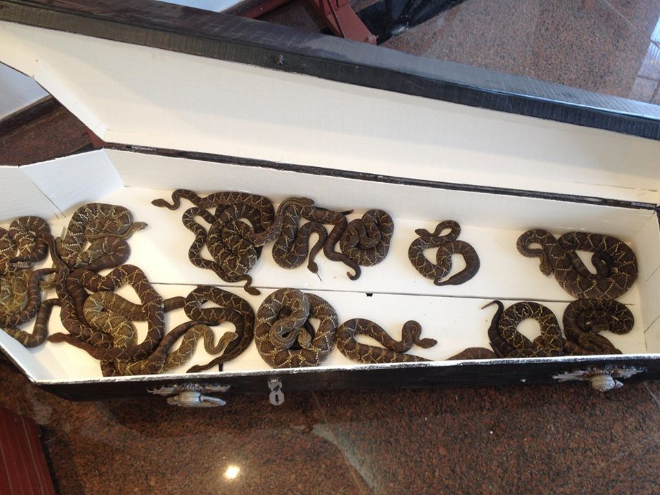Mandaguari: Dirley tem mais de 150 cobras em casa; caixão serve de 'abrigo'