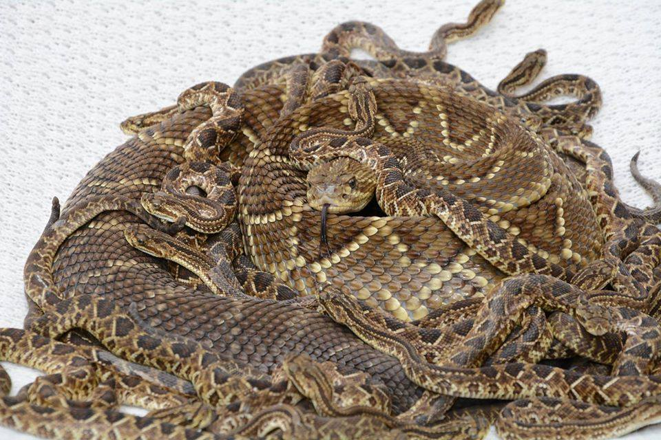 Mandaguari: Dirley tem mais de 150 cobras em casa; caixão serve de 'abrigo'