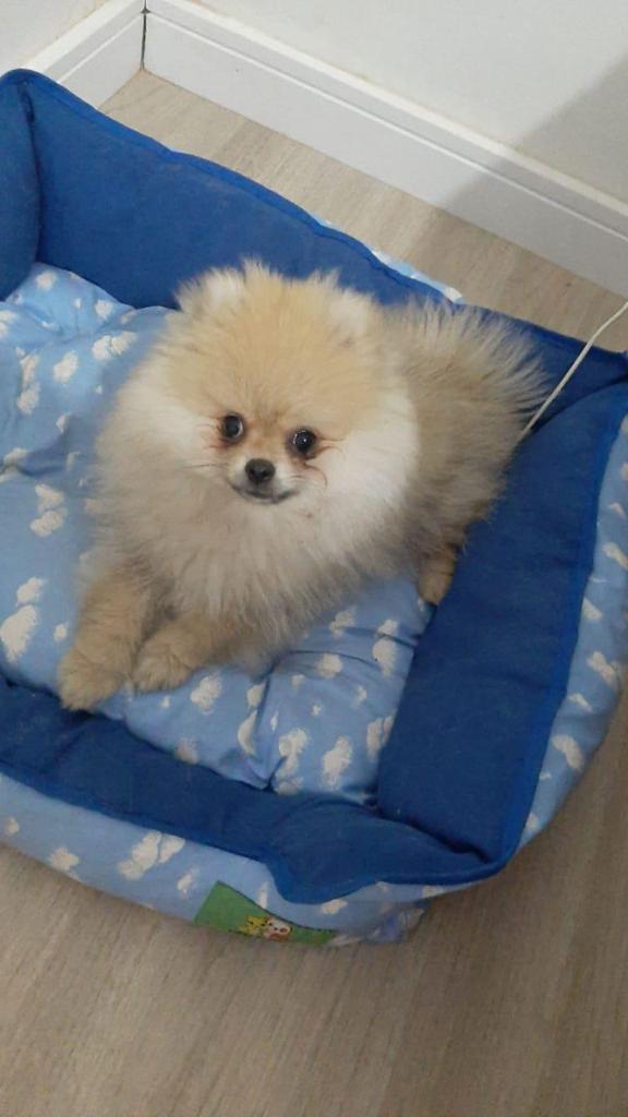 Maringá: Influencer oferece recompensa de R$ 3 mil por cão que desapareceu