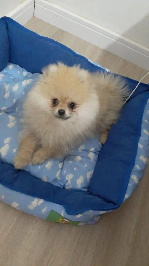 Maringá: Influencer oferece recompensa de R$ 3 mil por cão que desapareceu