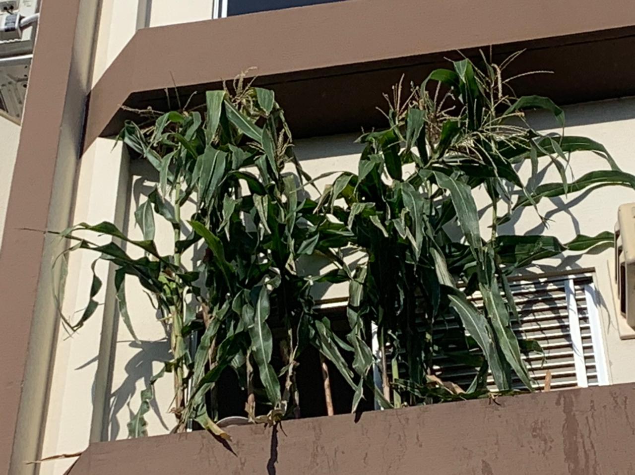 Plantação de milho em janela de apartamento vira atração em Maringá,