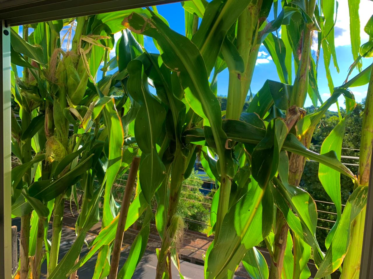 Plantação de milho em janela de apartamento chama atenção