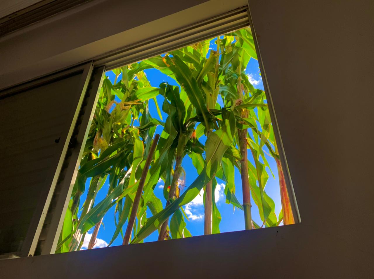 Plantação de milho em janela de apartamento.