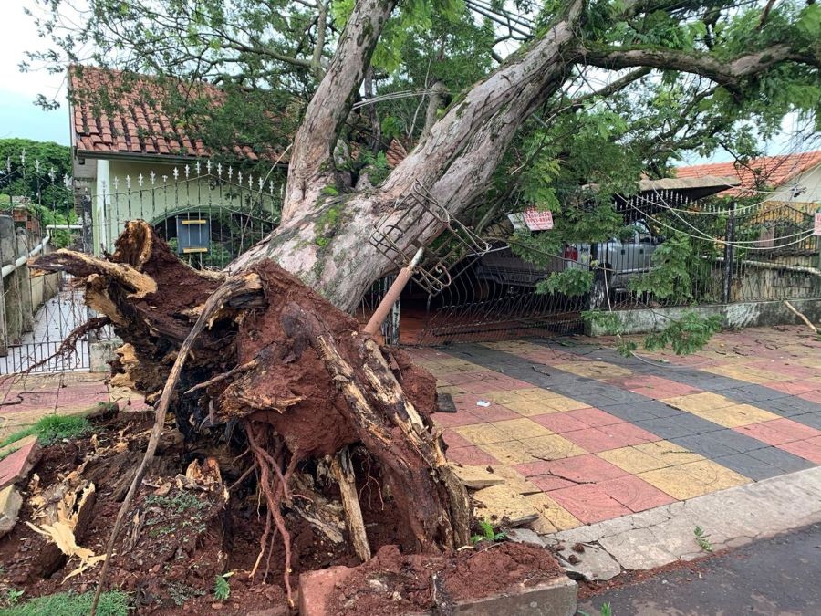 Maringá pagou R$ 719 mil em indenizações por queda de árvores em 2020