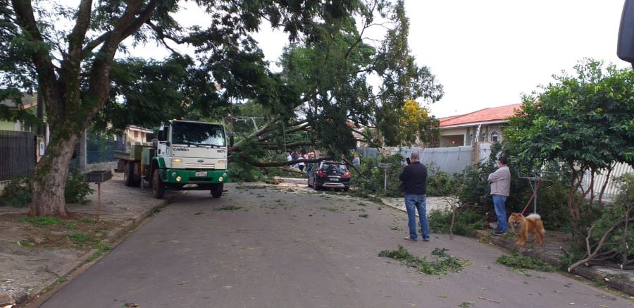 Subiu para 94 o número de árvores que caíram em Maringá.