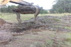 Paraná: Sucuri é encontrada em propriedade rural durante escavação