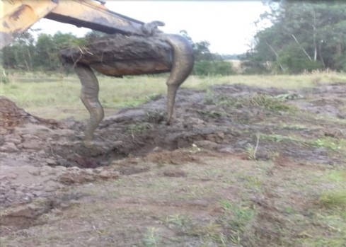Paraná: Sucuri é encontrada em propriedade rural durante escavação