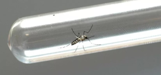 Maringá registra três casos de dengue em uma semana