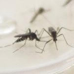 Sobe para 22 o número de casos de dengue em Maringá