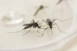 Sobe para 22 o número de casos de dengue em Maringá