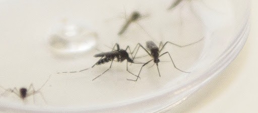 Sobe para 22 o número de casos de dengue em Maringá