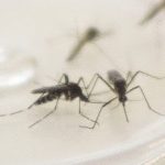 Maringá registra 11 novos casos de dengue em uma semana; total sobe para 45