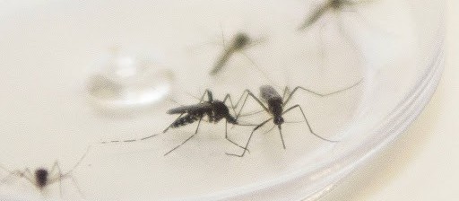 Maringá registra 11 novos casos de dengue em uma semana; total sobe para 45